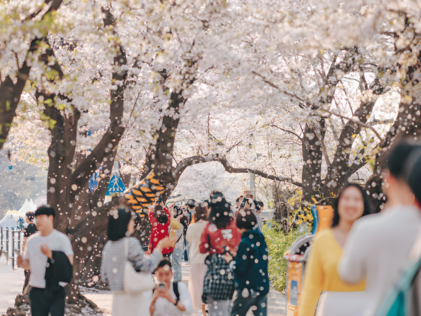 樱花季限定宝藏购物路线，赏花购物两不误！